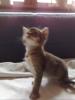 die süßesten Kitten der Welt: Thai/ Abessinier-Mix