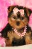 WEIHNACHTEN-TEETASSE YORKIE JUNGE HUNDE ZUM VERKAUF (250 Euro)