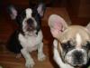 französische bulldogge