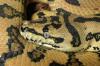 Morelia spilota spilota sp.NZ 2007