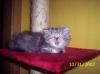 kleiner süsser 8 wochen alter perserkater