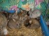 hasen babys abzugeben