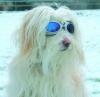 Hundebrille - kein Modetrend,  sondern ein hilfreicher Schutz