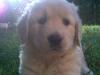 goldi welpen