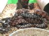 Pantherophis guttatus - Kornnattern ENZ 2007