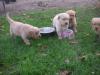 Süße,  dunkle Goldenretriever Welpen suchen ein neues Zuhause
