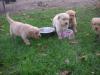 süße dunkle Golden Retriever Welpen suchen ein neues Zuhause