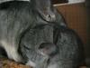 Chinchilla-Baby (w,  geb. 12.10.07) abzugeben ab 01/ 08