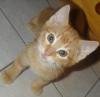 Es sind noch 2 BKH-MIX-KITTEN da Garfild