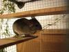 Chinchilla-Dame,  Alter: 18 Monate,  ab 01/ 08