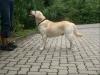 BLONDER LABRADOR DECKRÜDE!!!!