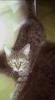 getigerter Kater vermisst in Bad Aibling!!!