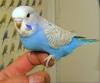 Nestjunge Handzahme Wellensittiche