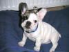 Französische Bulldogge,  Rüde,  9 Wochen