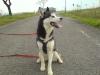 Wurfplanung 2008 Siberian Husky