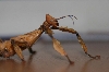 Extatosoma tiaratum (australische Gespenstschrecken) abzugeben