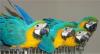 Hyacinth Macaws Vogel Sind Notwendigkeit für gute und schöne Wohnungen
