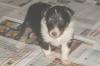 Sheltie-Rüde in tricolor