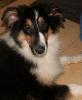 Hübscher Collie Welpe (Hündin),  farbe tricolor,  zu verkaufen