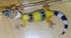 Leopardgeckos,  Eublepharis macularius DNZ 2007,  Hypo,  High Yellow