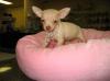 chihuahua Hündchen zum Verkauf