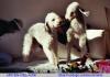 Rothbury/ Bedlington -Terrier  ARC-EN-CIEL-ACHILL ist der Vater  der WELPEN  von