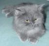 Schuhe Perser/ Pers-Chinchilla Deckkater.