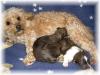 zauberhafte Bolonka Rü.suchen ab anfang Januar Hundeeltern
