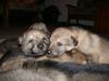 Tschechoslowakischer Wolfshund