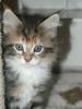Hanni, ein dreifarbiges Maine Coon Baby sucht nette Familie