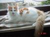 Maine Coon Kater !