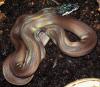 Leiopython hoserae ENZ 2007 (Black Liasis albertisi)