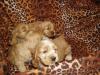 spaniel