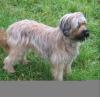 Fauve Briardswelpen,  ideale Familienhunde,  sehr robust