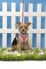 Hundegeschirr/ Hunde-Designermode - die neue Kollektion 2008 ist da !
