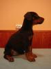 süße,  kräftige vollkupierte Dobermannwelpen