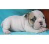 Reizenden English Bulldog Welpen für die Annahme, 