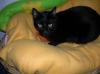 Mars,  super lieber,  schmusiger,  ruhiger Kater!
