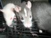 9 süße Rattenbabies suchen ein neues Zuhause -
