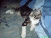-Katze vermisst- In Saarwellingen/ Schwarzenholz 66793