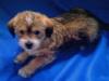 Welpen Tibet Jack Russel Terri