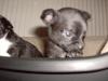 Edel-Chihuahua Welpe weiblich