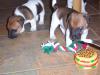 Noch 3 Jack Russel Welpen zu vergeben...