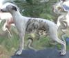 Whippet Junghunde zu verkaufen