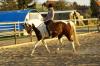 Nettes,  Zuverlässiges Mädchen sucht Reitbeteiligung in Hamburg.