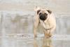 Mops Deckrüde