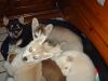 Indira s Dreams,  Siberian Husky-Babies suchen flotten Schlitten