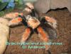 Spiderlinge in Bertlin abzugeben