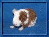Meerschweinchen  US-Teddys