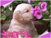 Kinderliebe Golden-Retriever Babys mit Pap. ,  super Eltern HD, ED frei